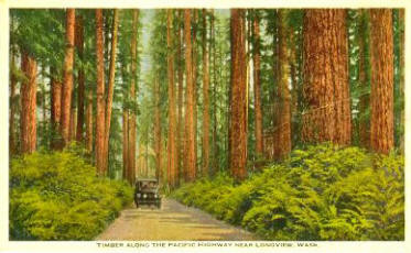 Timber along the Pacific Highway near Longview, Washington